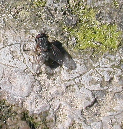 Muscina stabulans M (Muscidae)